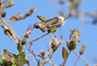 Peruvian Sheartail