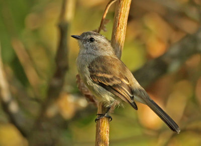 Tumbesian Tyrannulet