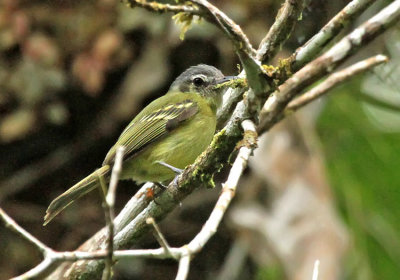 Yellow-olive Flatbill