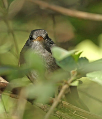 Gray-breasted Flycatcher