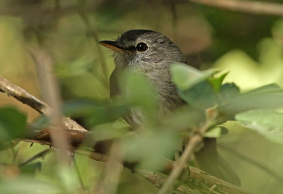 Gray-breasted Flycatcher