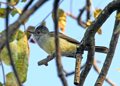 Sooty-crowned Flycatcher