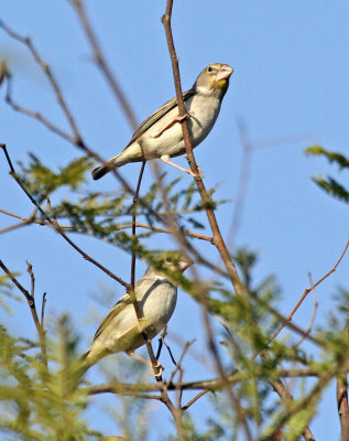 Sulphur-throated Finch