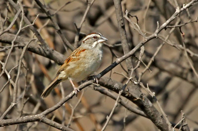 Tumbes Sparrow