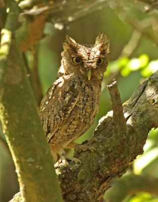 Peruvian Screech-Owl