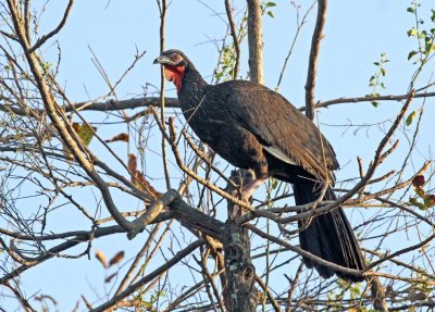 White-winged Guan
