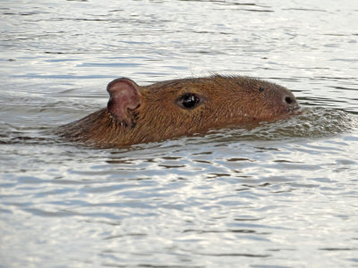 Kapybara