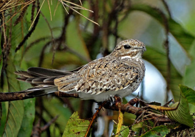 Sand-colored Nighthawk