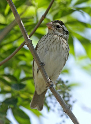 Rose-breasted Grosbeak