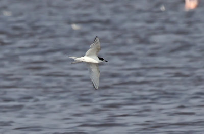 Arctic Tern