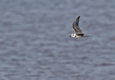 Black Tern