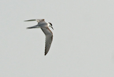 Common Tern