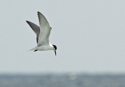 Common Tern