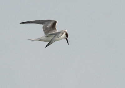 Common Tern