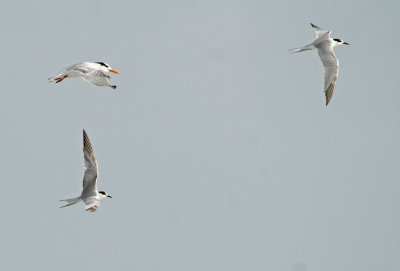 Common Tern