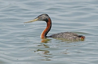 Great Grebe