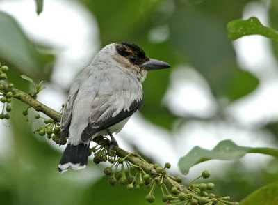 Black-crowned Tityra