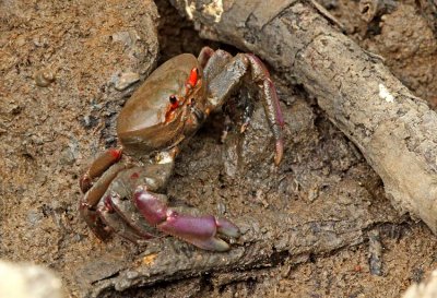 Crab Manglares-Churute