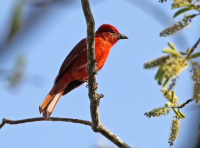 Tooth-billed Tanager