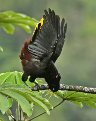 Crested Oropendola