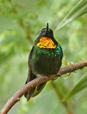 Flame-throated Sunangel