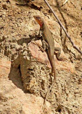 Lizard Hacienda Limon