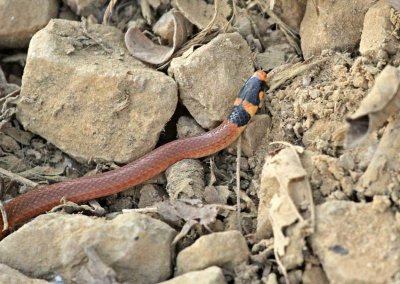 Tantilla capistrata