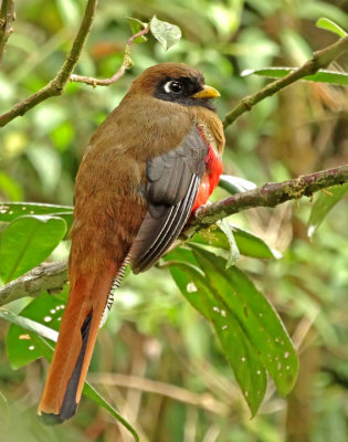 Highland Trogon