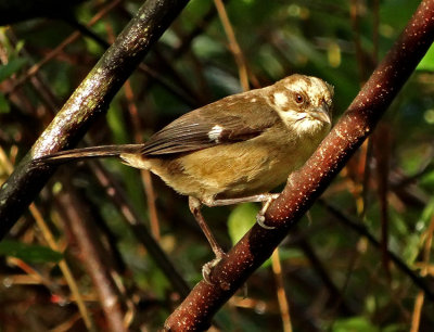 Pale-headed Brush-Finch