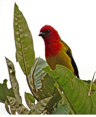 Red-hooded Tanager