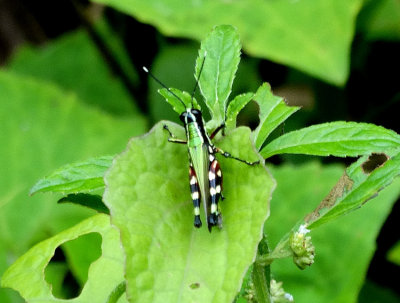 Grasshopper Yankuam