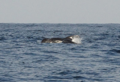 Short-finned Pilot Whale
