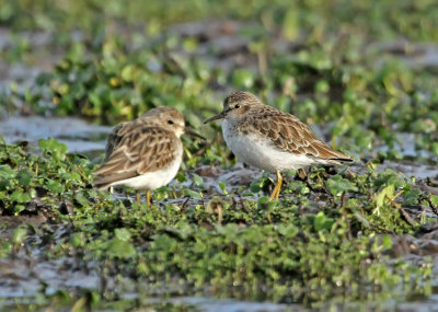 Least Sandpiper