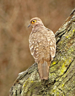 Bare-faced Ground-Dove