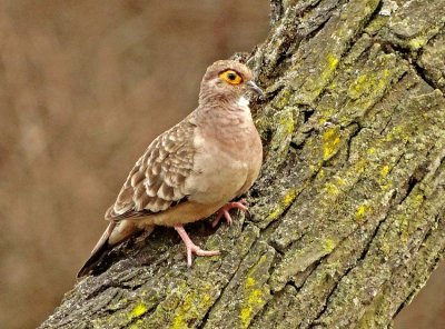 Bare-faced Ground-Dove