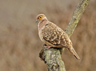 Bare-faced Ground-Dove