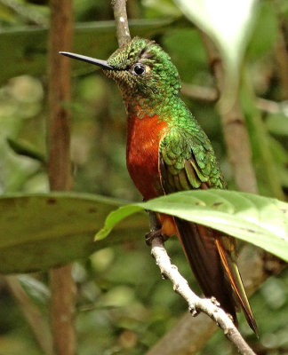 Chestnut-breasted Coronet