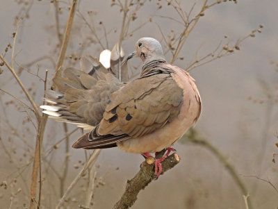 Eared Dove