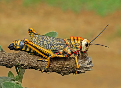 Grasshopper Porculla