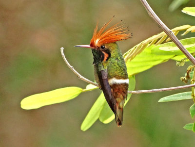 Rufous-crested Coquette