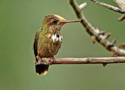 Rufous-crested Coquette