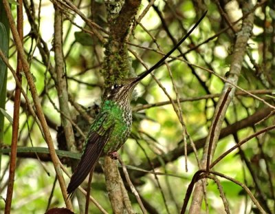 Sword-billed Hummingbird