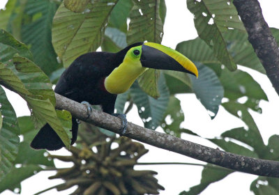 Yellow-throated Toucan (ambiguous)