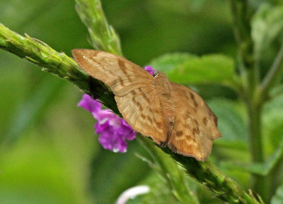 Butterfly Wildsumaco mars