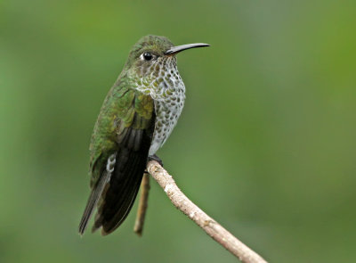 Many-spotted Hummingbird