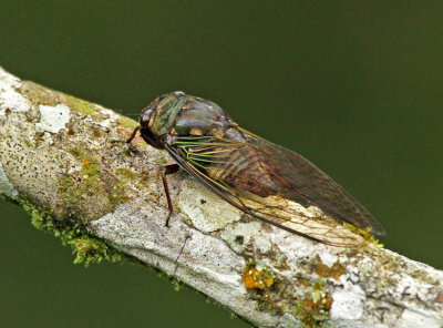 Cicada Silanche