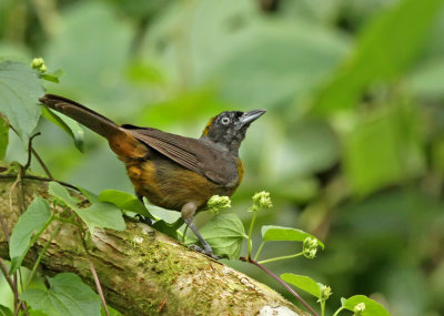 Dusky-faced Tanager