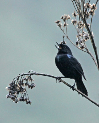 Glossy Flowerpiercer