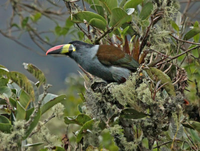 Gray-breasted Mountain-Toucan