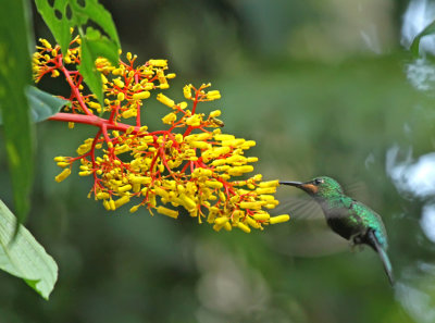 Black-throated Brilliant